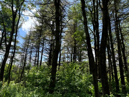 land for sale NY