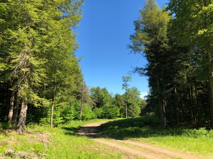 NY hunting land for sale - Camden NY