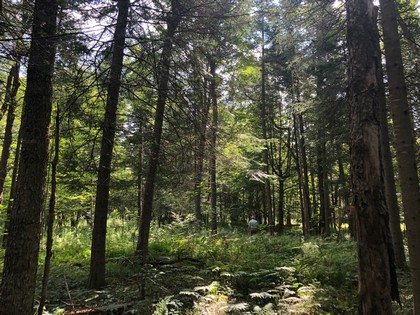 Adirondack land for sale in Forestport, NY