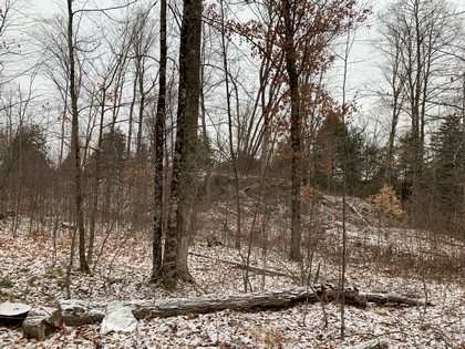 NY hunting land for sale in Diana NY