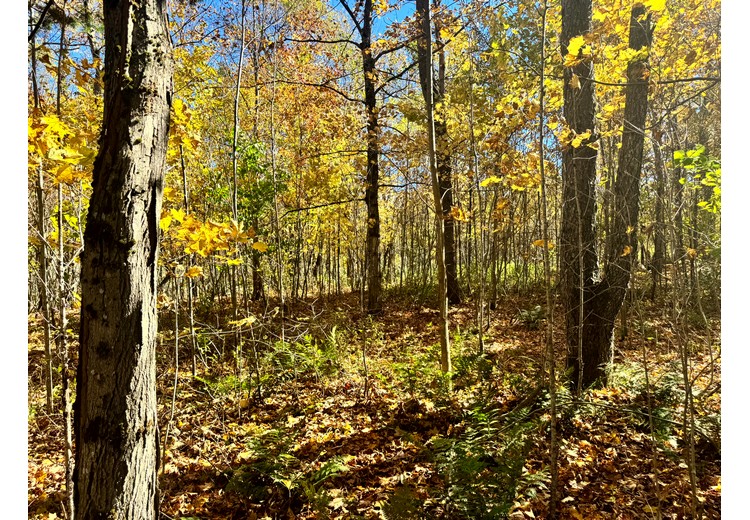 Tug Hill NY land for sale