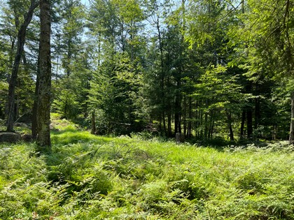 NY hunting land for sale, land and hunting camps, ny properties, christmas associates