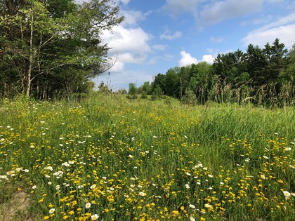 land for sale NY