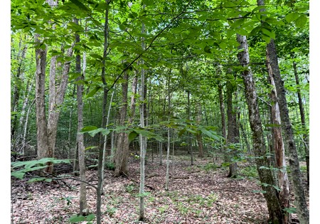 NY hunting land for sale