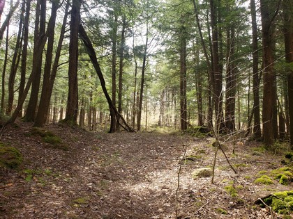 Western Adirondack NY hunting land for sale