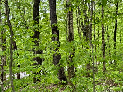 NY camps for sale