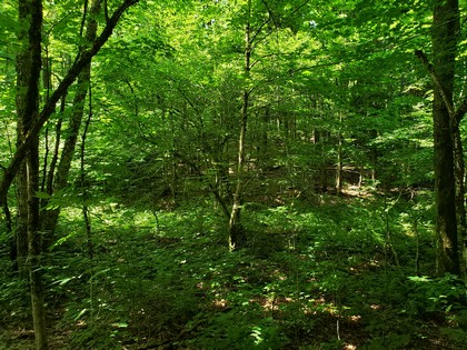 NY hunting land for sale in Redfield NY