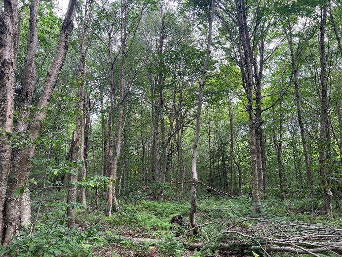 Land For Sale Near Hunter Mountain Ny