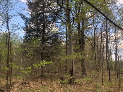 This wooded 90 acres in Diana NY would make a perfect hunting property with frontage on Brown’s Creek for excellent trout fishing.