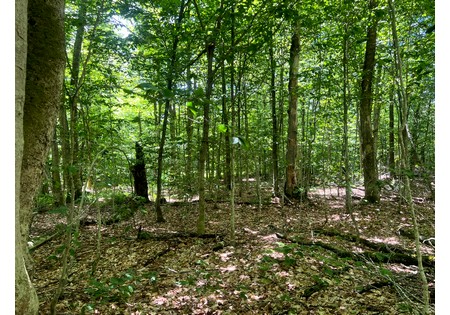 Land NY bordering state land for sale