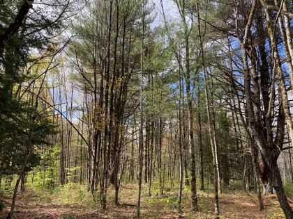 NY hunting land for sale