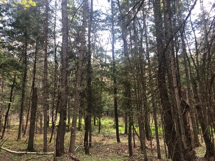 Building site near Adirondacks - NY Land for sale