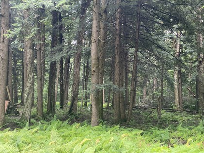 Adirondack camp for sale, cabins, land and camps, ny properties, ny camps sale, Adirondack camps for sale, christmas associates