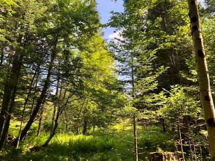 Adirondack land for sale in forestport, ny