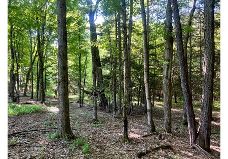 NY Southern Tier hunting land for sale