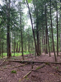 NY hunting land for sale in Steuben NY