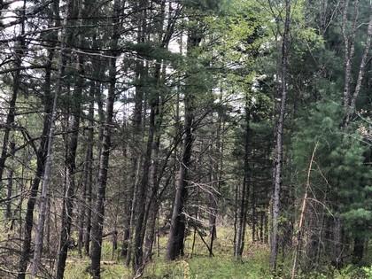 NY land for sale western Adirondacks