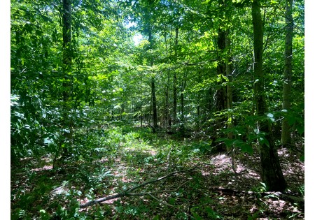 Land NY bordering state land for sale