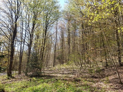 NY land camp for sale - Lincklaen NY