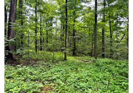 Finger Lakes NY land for sale