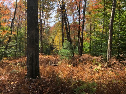 NY hunting land for sale Constantia NY