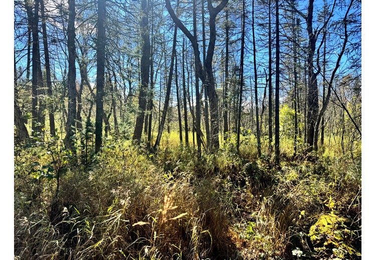 Tug Hill NY land for sale