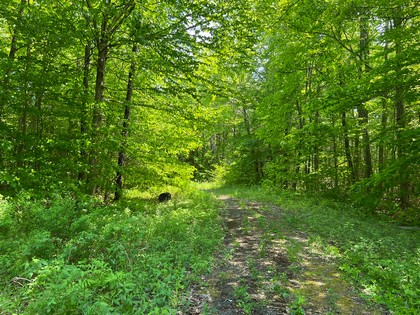 Adirondack NY land for sale