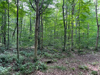 NY hunting land for sale