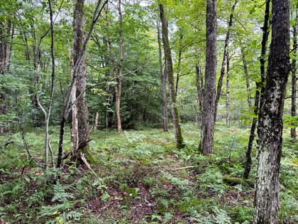 Adirondack land and waterfront for sale