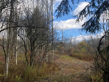 NY forest land for sale Pharsalia NY