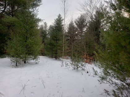 NY hunting and fishing land for sale Albion NY