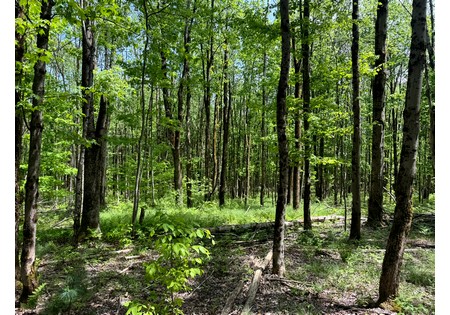 Upstate NY land for sale
