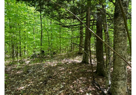 Adirondack land for sale