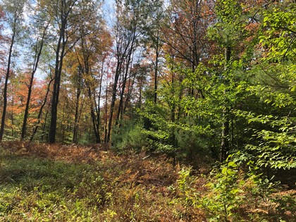 NY hunting land for sale Constantia NY