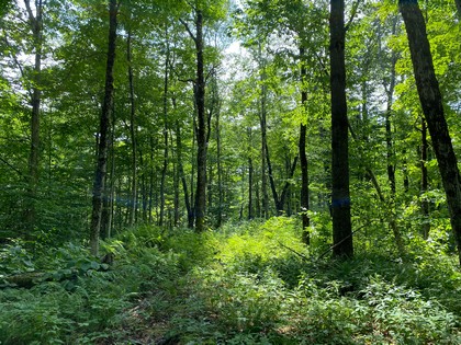 NY hunting land for sale in Redfield NY