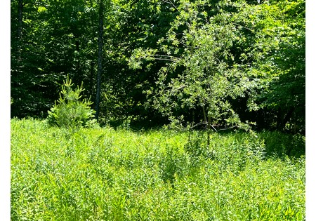 Land NY bordering state land for sale