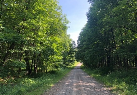 buy land in ny image of trees and natural pathway