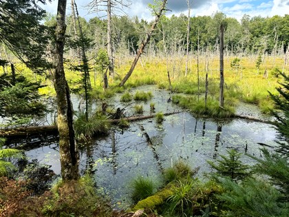 Adirondack land and waterfront for sale