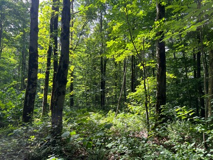 NY snowmobiling land for sale, land and snowmobile camps, ny properties, christmas associates