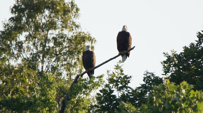 two eagles in the neighborhood ny state from land and camps