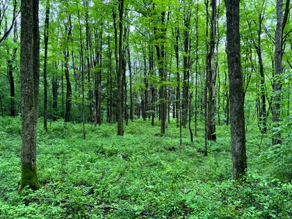 NY Southern Tier land for sale