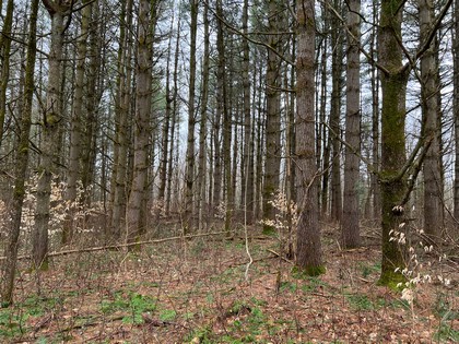 NY camp for sale in Lewis NY