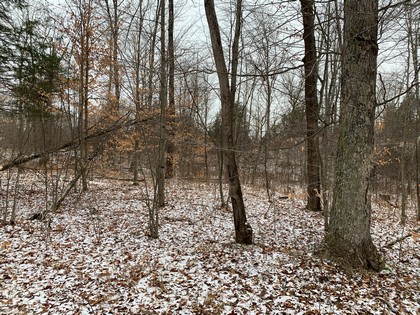 NY hunting land for sale in Diana NY