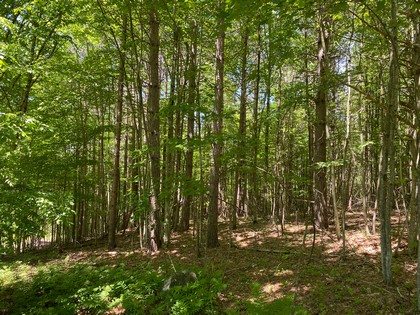 Southern Tier NY hunting property in New Lisbon, NY