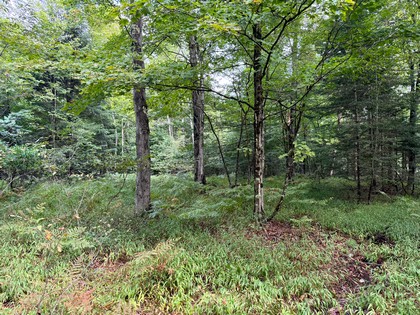 Adirondack land for sale NY