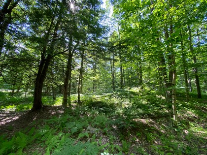 NY land for sale in Florence NY