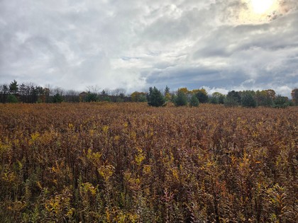land for sale NY