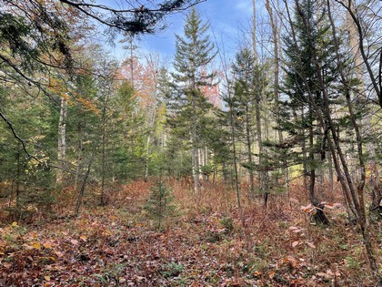 Adirondack land for sale in Forestport NY