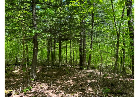 Adirondack land for sale