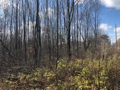 NY hunting land for sale Pharsalia NY